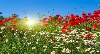 5-16:  El gozo de Jehova